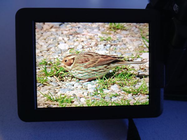Repicatalons petit  - Vittorio Pedrocchi