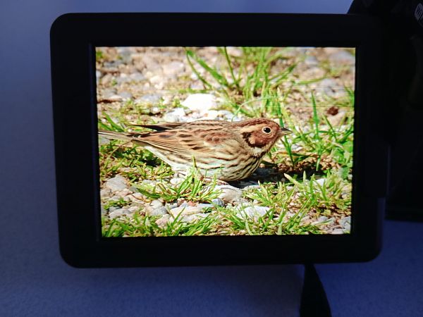 Repicatalons petit  - Vittorio Pedrocchi