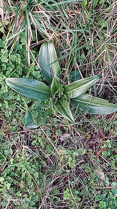 Anacamptis morio  - Sabrina Lepelletier