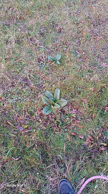 Anacamptis morio  - Sabrina Lepelletier