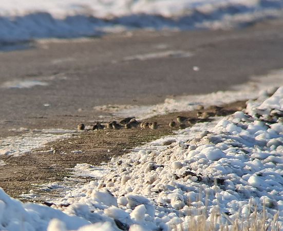 Berghänfling  - Jolanta Adamczyk