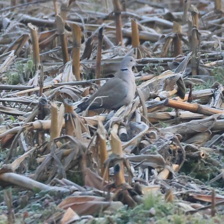 Tortora dal collare  - Adelfina Aldrovandi