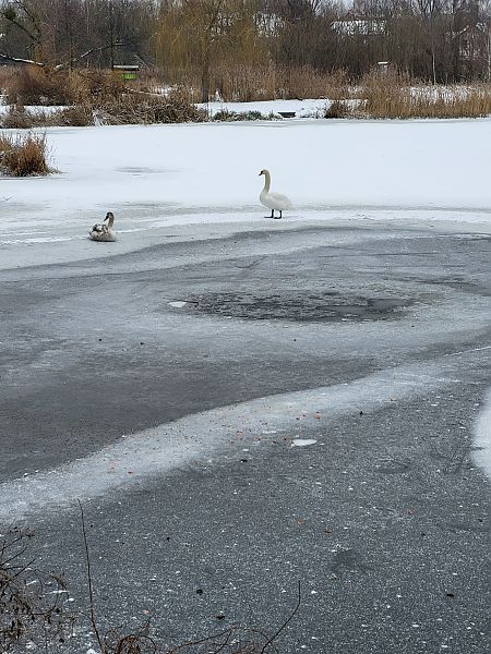 łabędź niemy  - Aleksey Andreyanov
