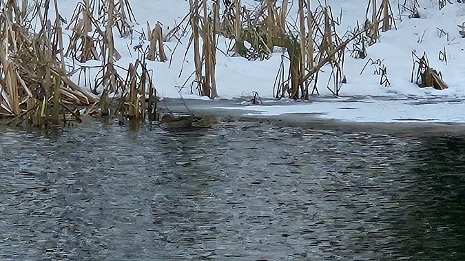 Canard pilet  - Anna Kamilewicz-Wicik