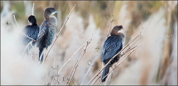 Marangone minore  - Giuseppe Di Lieto