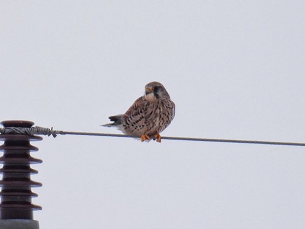 pustułka  - Kacper Mikulski