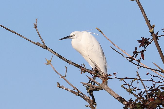Garzetta  - Lorenzo Lanzani