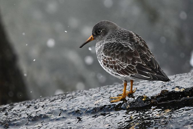 Meerstrandläufer  - Dawid Kowalski