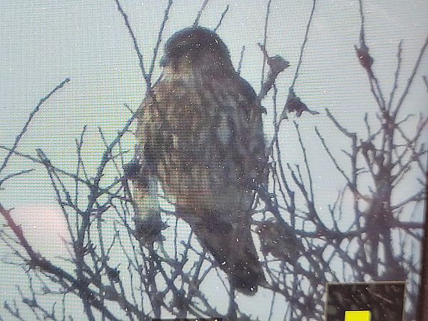 drzemlik  - Tomasz Knioła