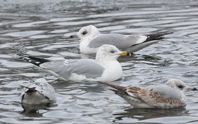 mewa delawarska  - Joanna Kończak