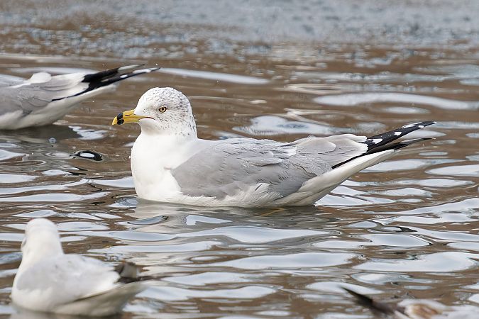 mewa delawarska  - Grzegorz Pac