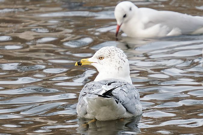 Ringschnabelmöwe  - Grzegorz Pac