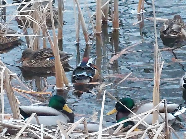 mandarynka  - Andrzej Dylik