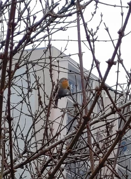 rudzik  - Marzena Kosut