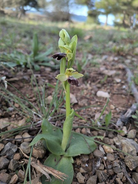 Ophrys lupercalis  - Pierre Brothier