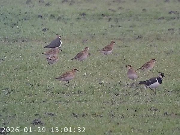 Piviere dorato  - Massimo Tassinari