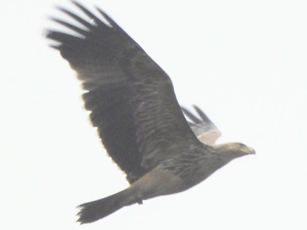 Aquila imperiale  - Massimo Tassinari