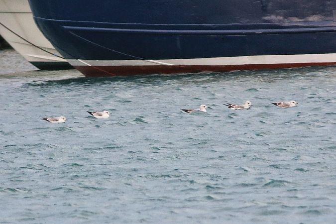 Gavina  - Stefano Sava