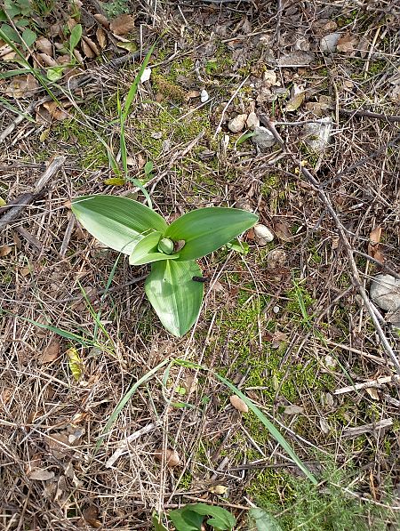 Himantoglossum robertianum  - Joan Ventura