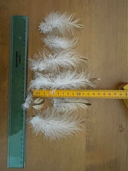 Gufo reale  - Andrea Pulvirenti