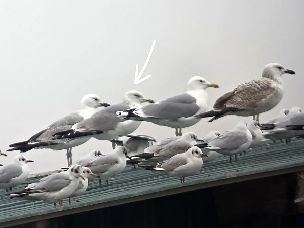 Goéland hybride indéterminé 