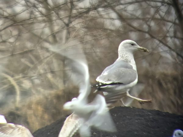 Goéland hybride indéterminé 