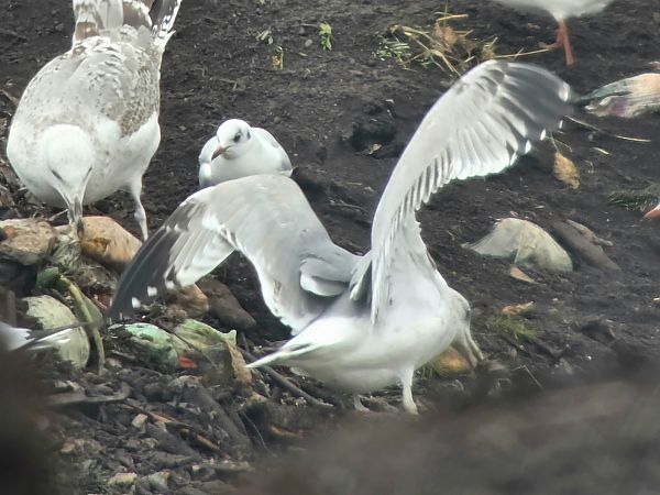 Goéland hybride indéterminé 