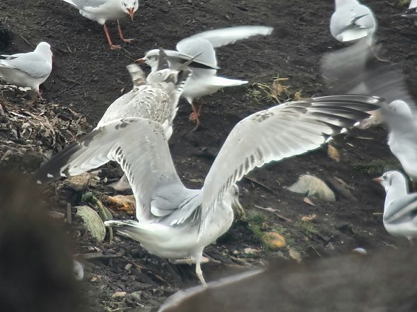 Goéland hybride indéterminé 