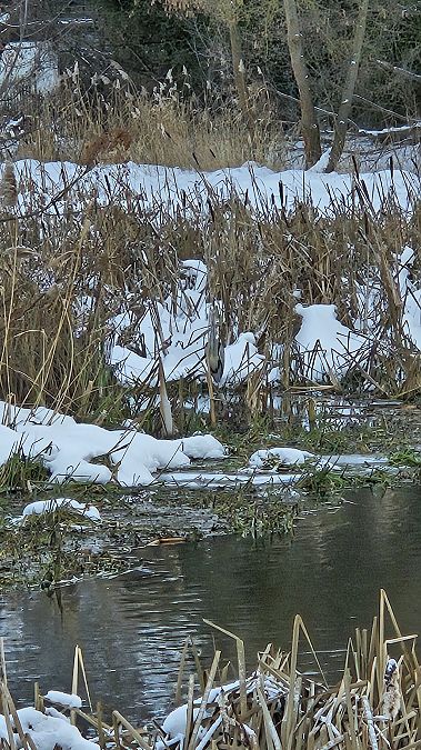 czapla siwa  - Anna Kamilewicz-Wicik