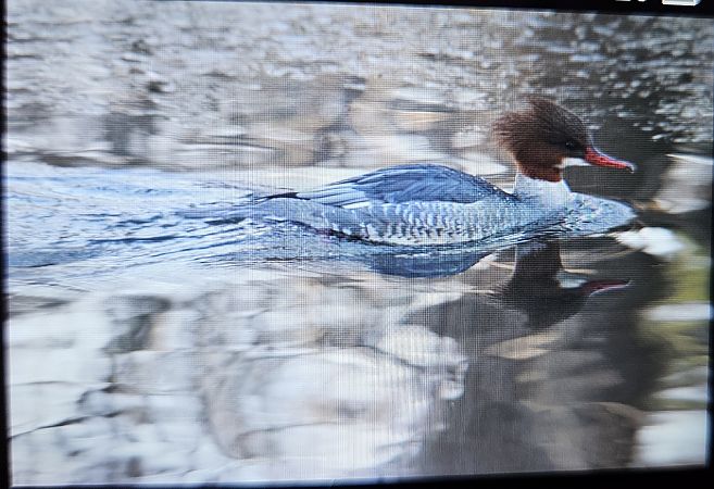 nurogęś  - Anna Kamilewicz-Wicik