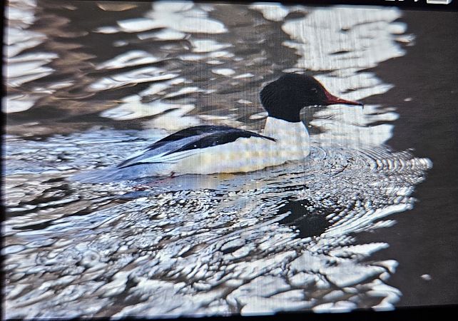 nurogęś  - Anna Kamilewicz-Wicik