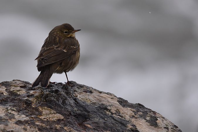 świergotek nadmorski  - Dawid Kowalski