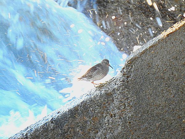 Territ fosc  - Andreu Duclau