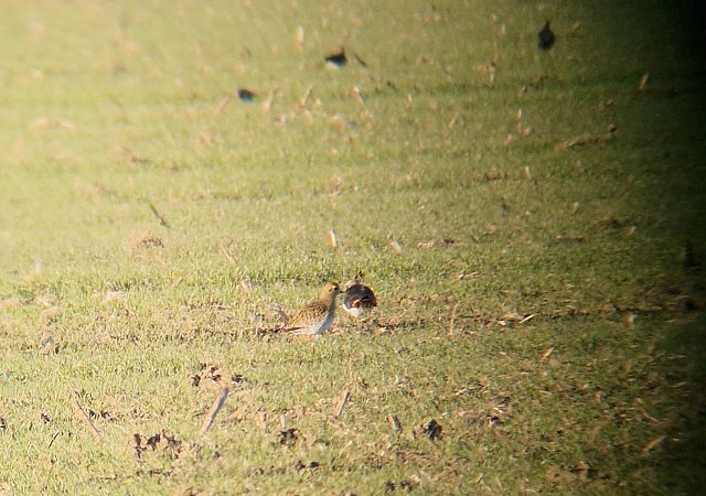 Piviere dorato  - Luca Boscain