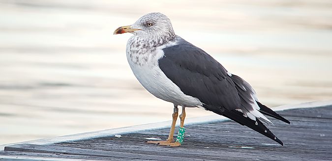 Zafferano  - Giuseppe Di Lieto