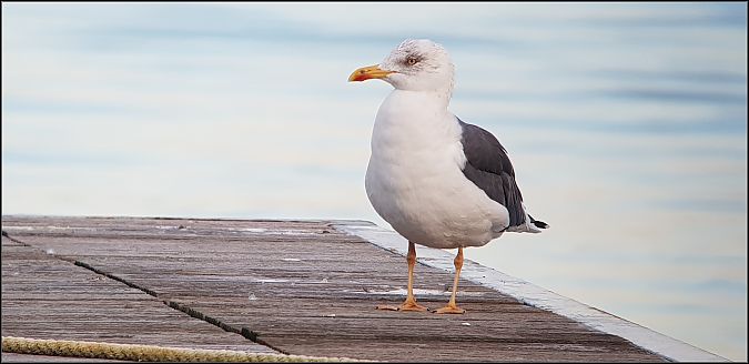 Zafferano  - Giuseppe Di Lieto