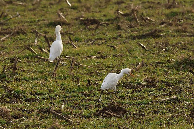 Airone guardabuoi  - Adelfina Aldrovandi
