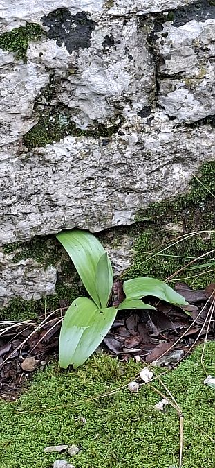 Himantoglossum robertianum 
