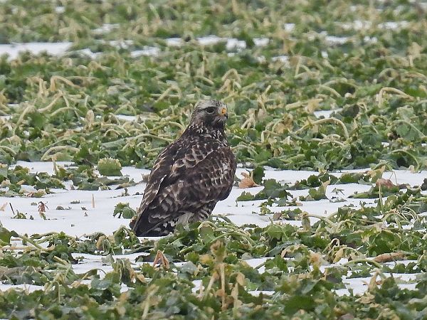 myszołów włochaty  - Kacper Mikulski