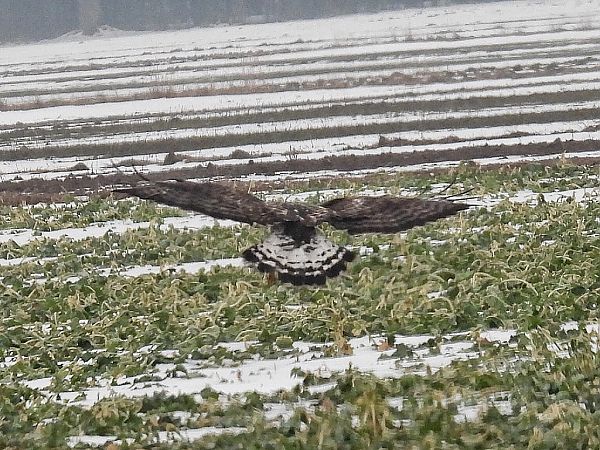 myszołów włochaty  - Kacper Mikulski