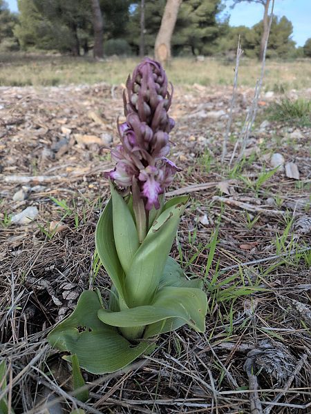 Himantoglossum robertianum  - Pierre Brothier