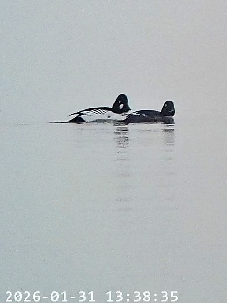 Quattrocchi  - Massimo Tassinari