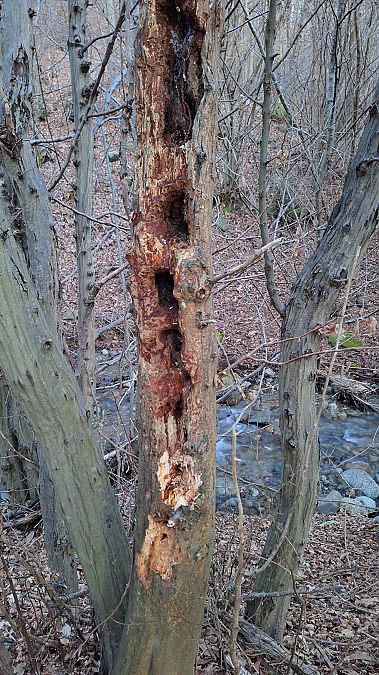 Picchio nero  - Renato Cottalasso