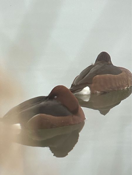 Fuligule nyroca  - Herta Mangeng