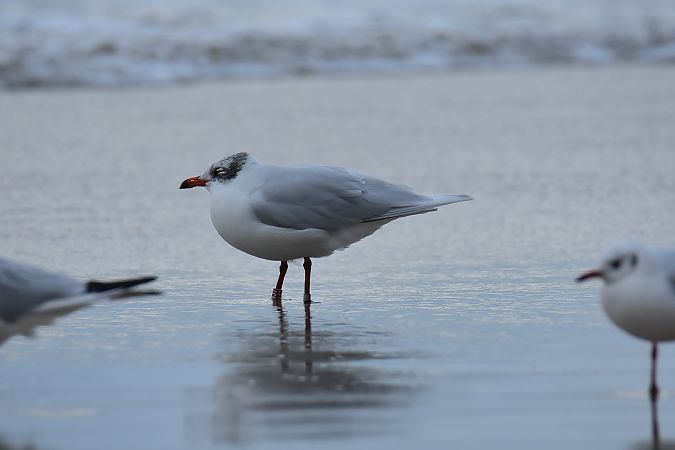 mewa czarnogłowa  - Krystian Pytel