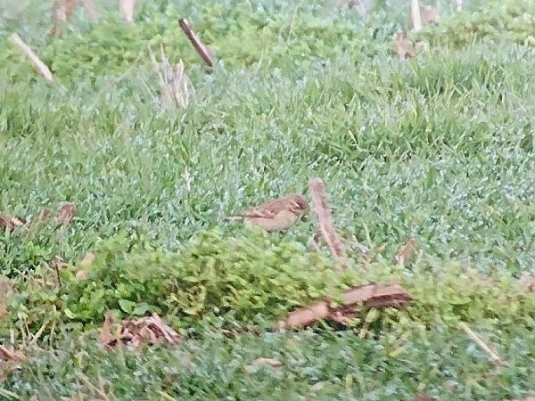 Calandro maggiore  - Marco Cortemiglia