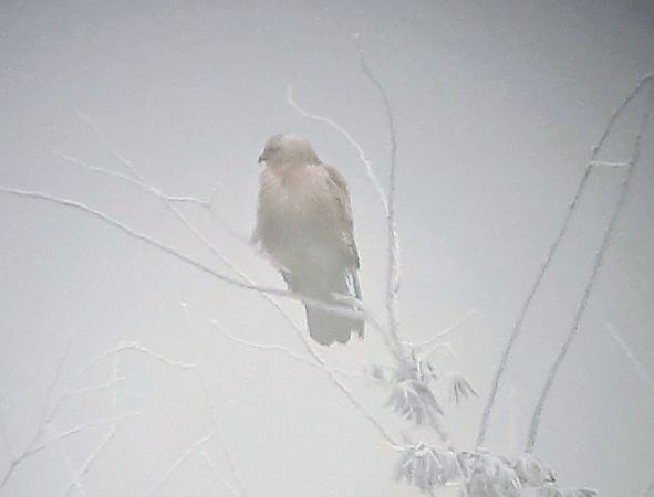 Poiana codabianca  - Lino Lipparini