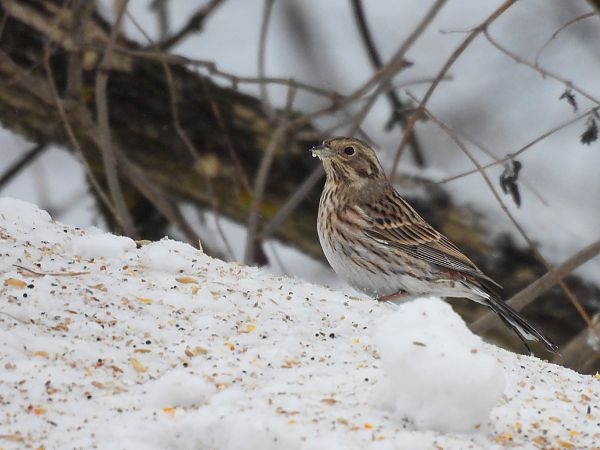 trznadel białogłowy  - Natalia Gorczowska