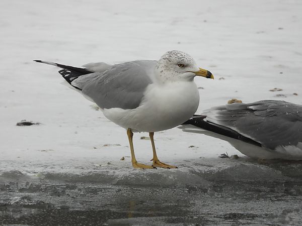 mewa delawarska  - Krystyna Kowalska