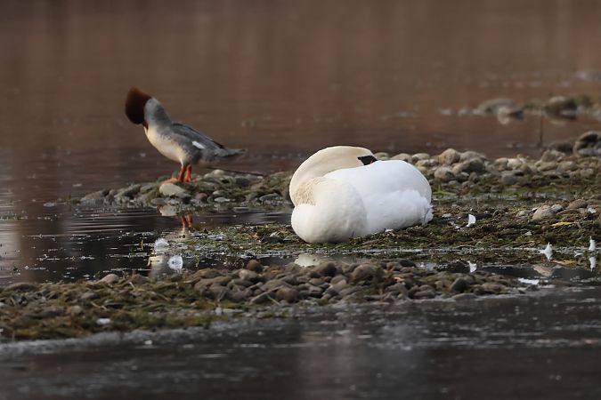 Cigno reale  - Adelfina Aldrovandi